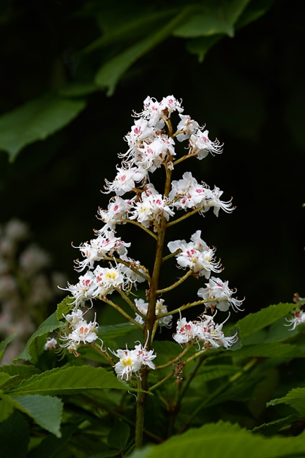 Jardin des Impressionnistes-MAI14-003